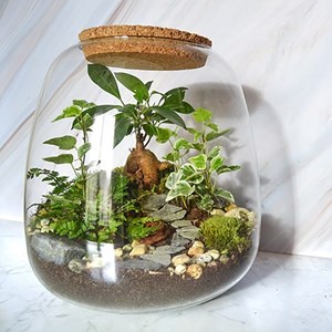 Kit terrarium plante diy 3 plantes