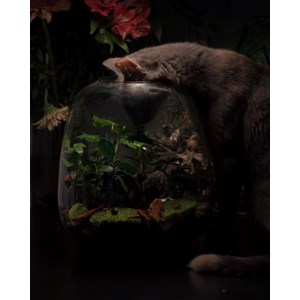 Kit terrarium plante diy 3 plantes