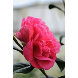 Camélia 'anticipation' taille du pot -