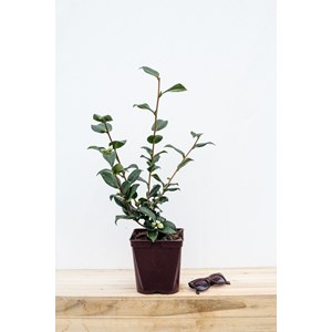 Camélia 'anticipation' taille du pot -