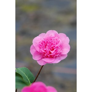 Camélia 'anticipation' taille du pot -