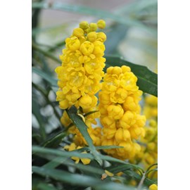 Mahonia 'soft caress ? ' taille du pot -