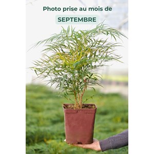 Mahonia 'soft caress ? ' taille du pot -