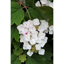 Hortensia quercifolia 'alice' taille du