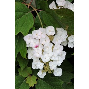 Hortensia quercifolia 'alice' taille du pot - en pot de 3 litres