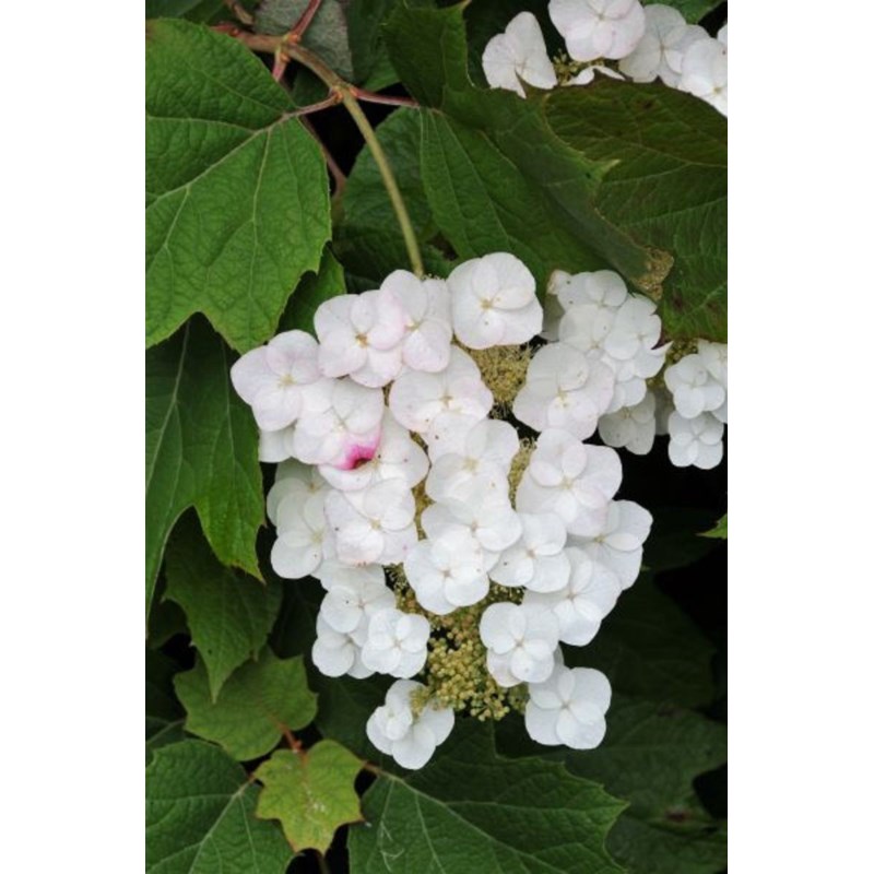 Roué Pépinières - Hortensia quercifolia 'alice' taille du pot - en pot de 3 litres