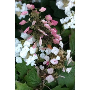 Hortensia quercifolia 'alice' taille du