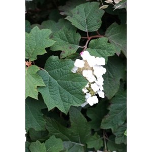 Hortensia quercifolia 'alice' taille du