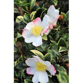 Camélia 'variegata ' taille du pot - en