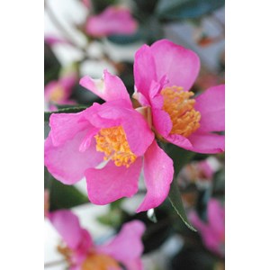 Camélia 'variegata ' taille du pot - en