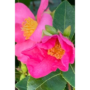 Camélia 'variegata ' taille du pot - en