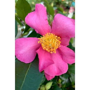 Camélia 'variegata ' taille du pot - en