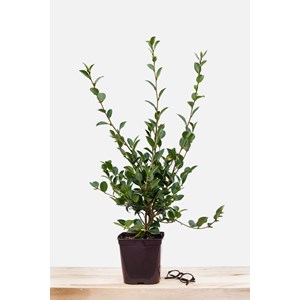 Camélia 'hugh evans' taille du pot - en pot de 1 litre