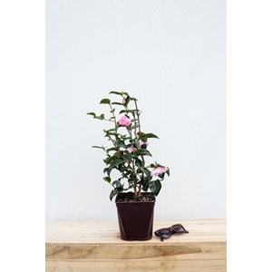 Camélia 'plantation pink' taille du pot - en pot de 15 litres