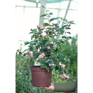 Camélia 'plantation pink' taille du pot - en pot de 15 litres