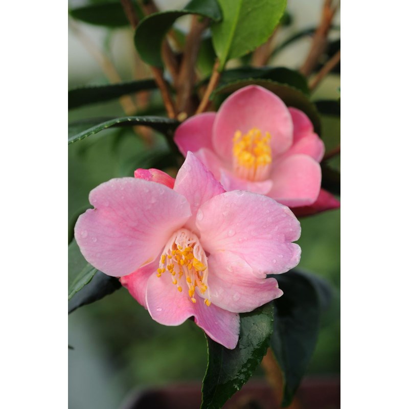 Roué Pépinières - Camélia 'minato no akebono' taille du pot - en pot de 3 litres
