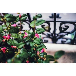 Camélia 'minato no akebono' taille du p