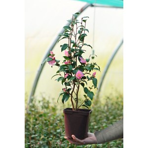 Camélia 'minato no akebono' taille du p