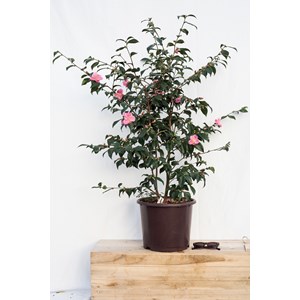 Camélia 'minato no akebono' taille du p