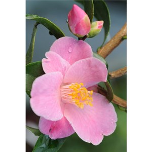Camélia 'minato no akebono' taille du p