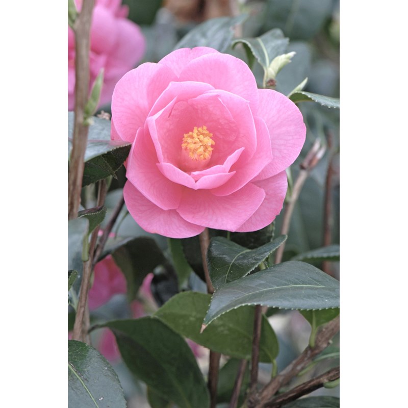 Camélia 'barbara clark' taille du pot -