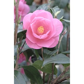 Camélia 'barbara clark' taille du pot -