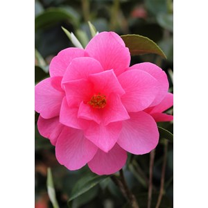 Camélia 'barbara clark' taille du pot -