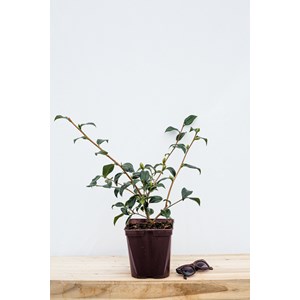Camélia 'barbara clark' taille du pot -