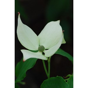 Cornouiller 'china girl' taille du pot - en pot de 5 litres