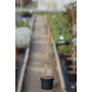 Cornouiller 'china girl' taille du pot - en pot de 5 litres