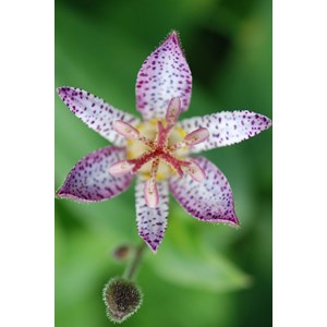 Lis crapaud 'pink freckles' taille du po