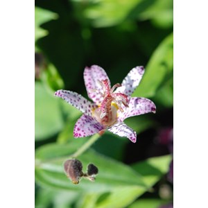 Lis crapaud 'pink freckles' taille du po