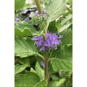 Caryopteris 'blue fountain' taille du po