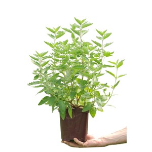 Caryopteris 'blue fountain' taille du po