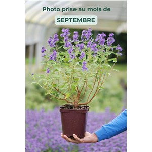 Caryopteris 'blue fountain' taille du po