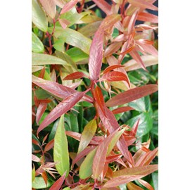 Leucothoe 'burning love' taille du pot -