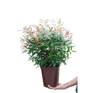 Leucothoe 'burning love' taille du pot -