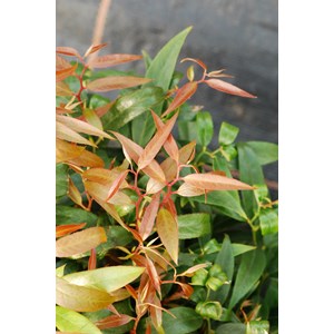 Leucothoe 'burning love' taille du pot -