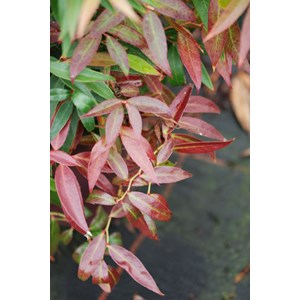 Leucothoe 'burning love' taille du pot -