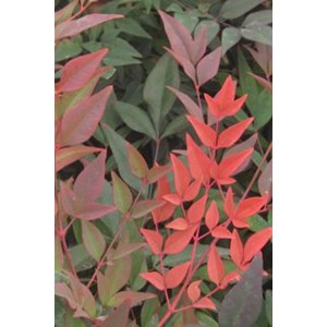 Bambou sacré 'gulf stream' taille du po