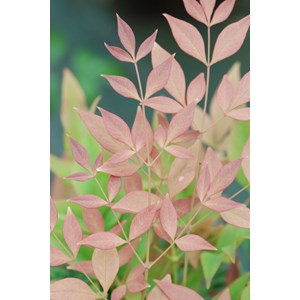 Bambou sacré 'gulf stream' taille du pot - en pot de 3 litres