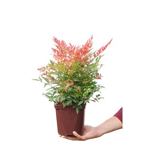 Bambou sacré 'gulf stream' taille du po