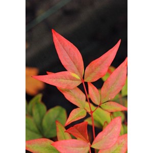 Bambou sacré 'gulf stream' taille du po