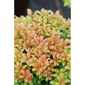 Andromède 'little heath green' taille d