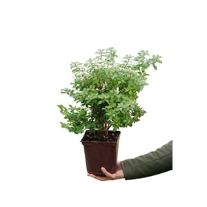 Andromède 'little heath green' taille d