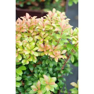 Andromède 'little heath green' taille d