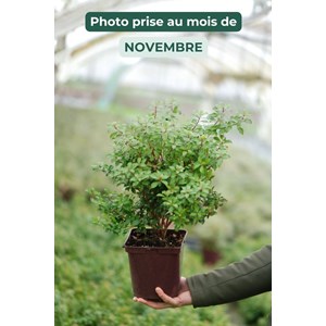 Andromède 'little heath green' taille d