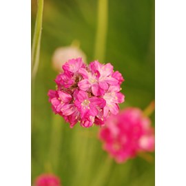 Gazon d'espagne taille du pot - en pot d