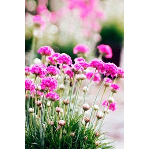 Gazon d'espagne taille du pot - en pot d