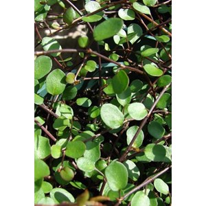 Muehlenbeckia 'complexa' taille du pot -